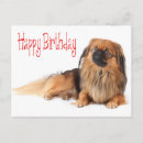 Zoek naar pekinees posters Honden
