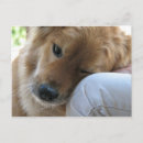 Zoek naar mager briefkaarten Hond