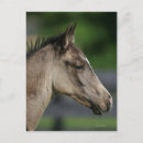 Zoek naar kwart paarden briefkaarten Hoofdschot