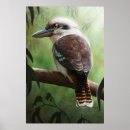 Zoek naar ijsvogels posters Dier