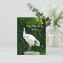 Zoek naar ibis briefkaarten Wild