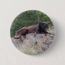 Zoek naar katten afbeeldingen buttons Carnivoren