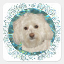 Zoek naar water hond stickers Dieren