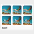 Zoek naar pelikanen stickers Fotografie