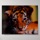 Zoek naar borsten kunst Dieren