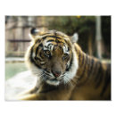 Zoek naar roofdieren posters Feliene