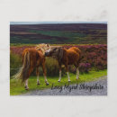 Zoek naar ponies briefkaarten Pony's