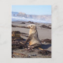 Zoek naar walvis haai briefkaarten Zee