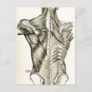 Zoek naar anatomy briefkaarten Anatomie