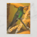 Zoek naar hummingbird briefkaarten Schattig