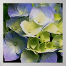 Zoek naar hydrangea hortensia posters Blauw