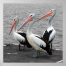 Zoek naar pelikanen posters Dier