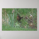 Zoek naar merel posters Zangvogel