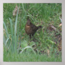 Zoek naar merel kunst Zangvogel
