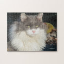 Zoek naar houding puzzels Kat