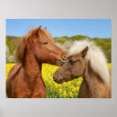 Zoek naar ijslandse paarden posters Schattig