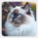 Zoek naar ragdoll kat stickers Ragdollat