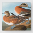 Zoek naar audubon klokken Eenden