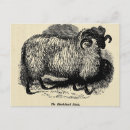 Zoek naar sheep briefkaarten Antiek