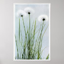 Zoek naar katoen posters Botanisch