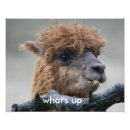 Zoek naar alpaca kunst Dieren