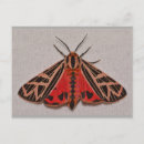 Zoek naar lepidoptera briefkaarten Insect