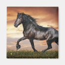 Zoek naar zwart paard magneten Paarden