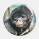 Zoek naar apen magneten Dieren