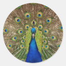 Zoek naar pauw veren stickers Dier