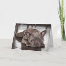 Zoek naar french bulldog kaarten Puppy