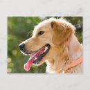 Zoek naar tong briefkaarten Puppy