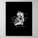 Zoek naar anatomisch hart kunst Anatomie