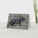 Zoek naar vos kaarten Dieren