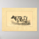 Zoek naar koe druk posters Boerderij