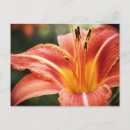 Zoek naar poetry briefkaarten Bloemen