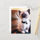 Zoek naar siamese kat briefkaarten Denken aan jou