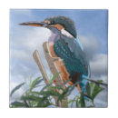 Zoek naar ijsvogel tegels Kleurrijk