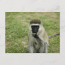 Zoek naar apen briefkaarten Natuur