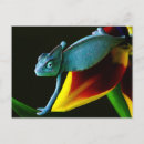 Zoek naar chameleon briefkaarten Dieren