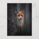 Zoek naar renard Dier