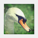Zoek naar zwanen fotografie Zwaan
