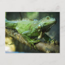 Zoek naar groene leguaan posters Boom