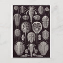 Zoek naar haeckel briefkaarten Ernst