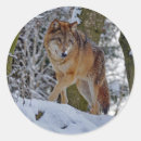 Zoek naar grijze wolven stickers Canis lupus
