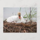 Zoek naar logan briefkaarten Baby