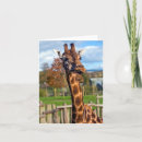 Zoek naar giraf kaarten Dierenvriend