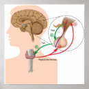 Zoek naar klier posters Anatomie