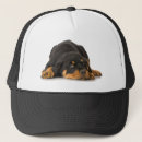 Zoek naar rottweiler petten Dier