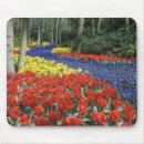 Zoek naar keukenhof Lisse