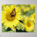 Zoek naar zonnebloem vlinder kunst Insecten